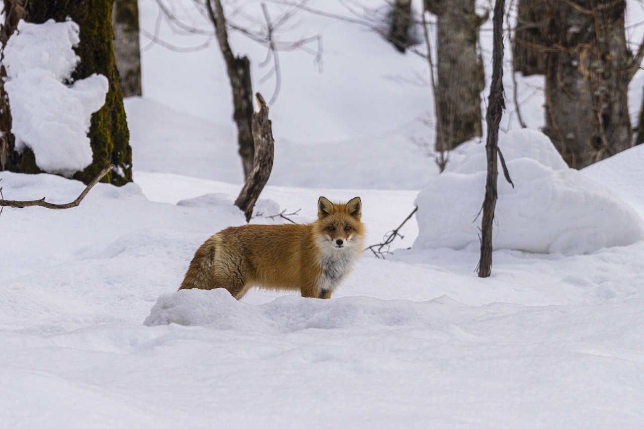 A fox in the snwo