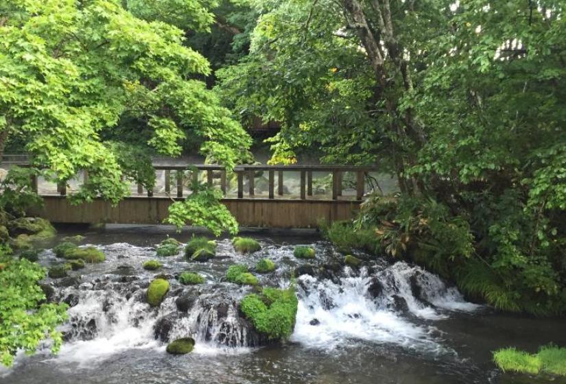 Water runs under a bridge with leafy surrounds