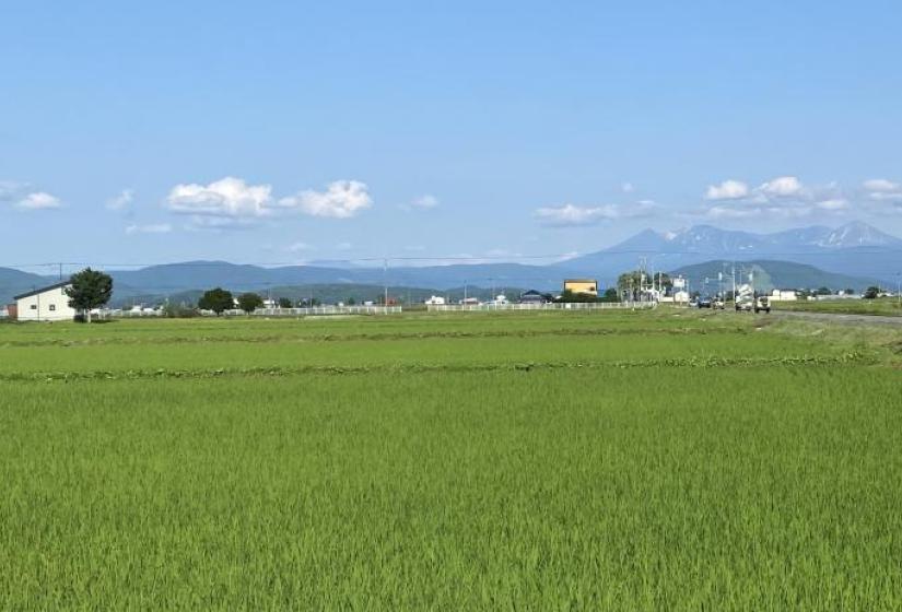 Green rice paddies with the peaks of Asahikawa behind