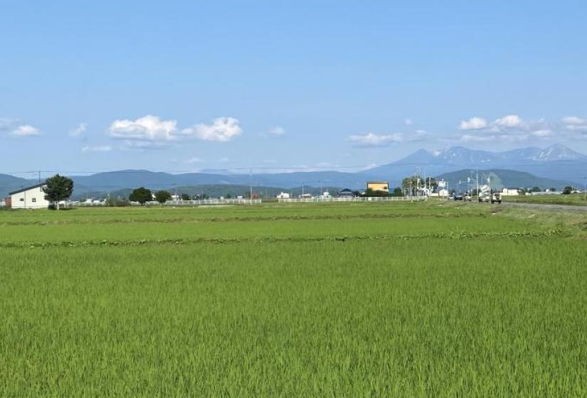 Beautiful rural surroundings Green rice paddies with the peaks of Asahikawa behind