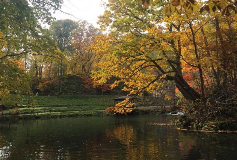 Peace and tarnquility Yellowing leaves colour a tree above a water feature.