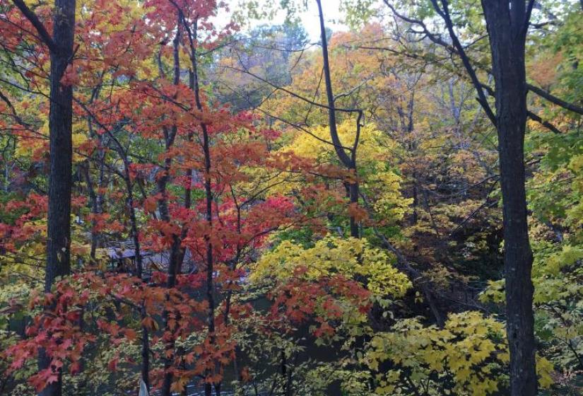 Maple leaves in full autumn colour