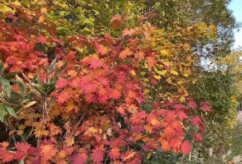 Maple trees with green and yellow foliage surrounding 