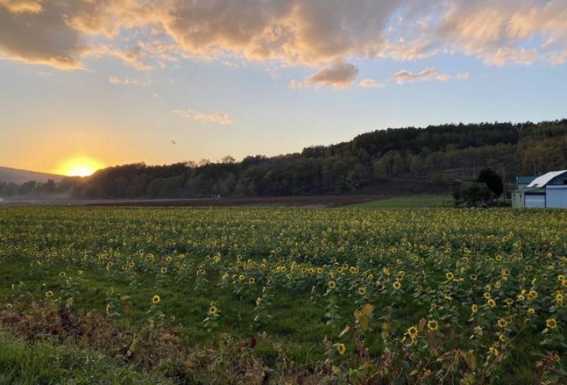 The sun setting over a filed of sunflowers