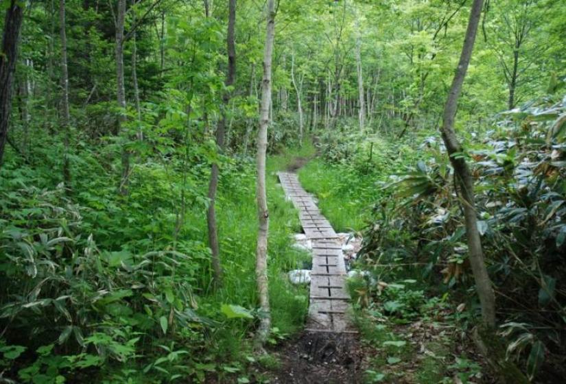 Hirafu hiking course. Boardwalks near the Hilton hotel