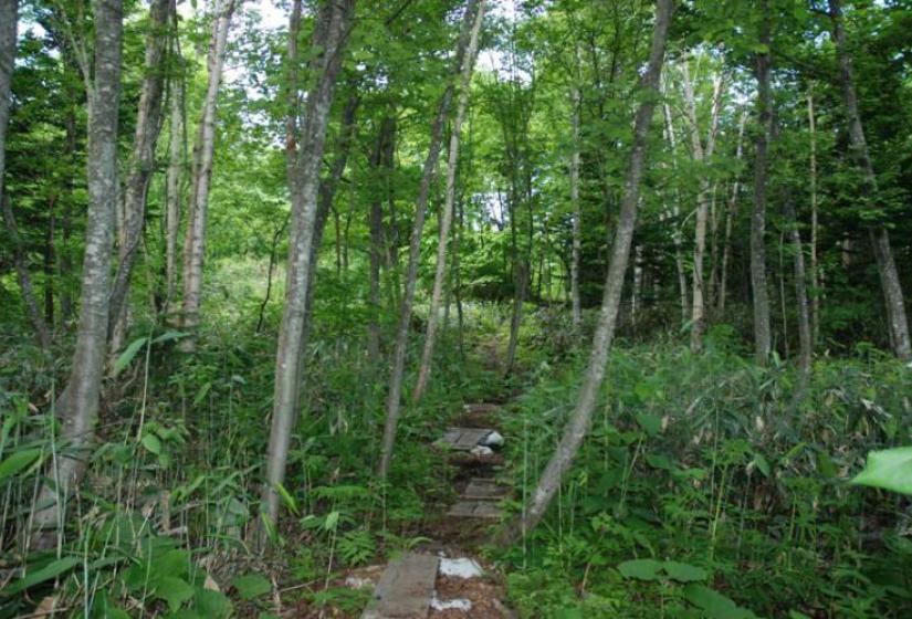 Hirafu hiking course Wet section near the Hilton side