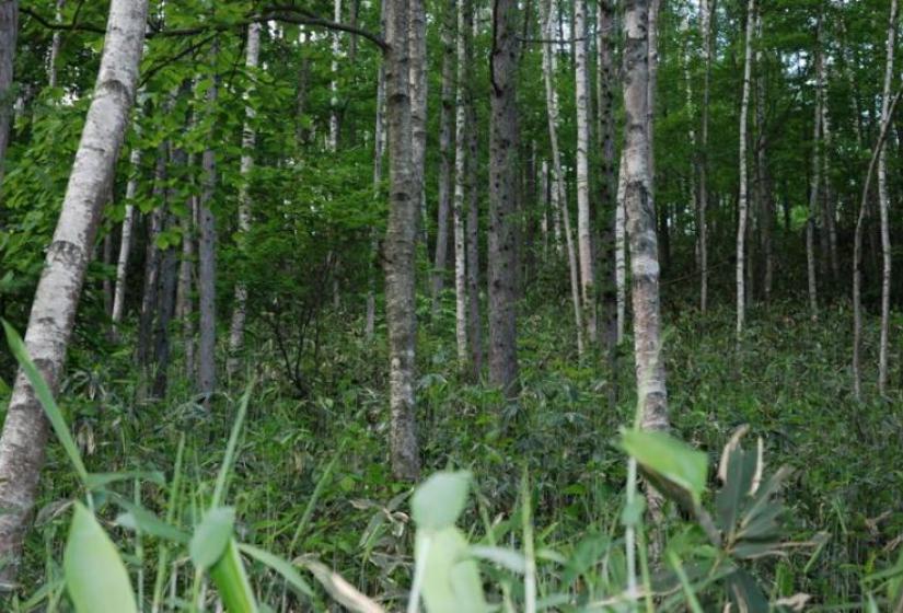 Silver birch trees and sasa Silver birch trees and sasa bamboo