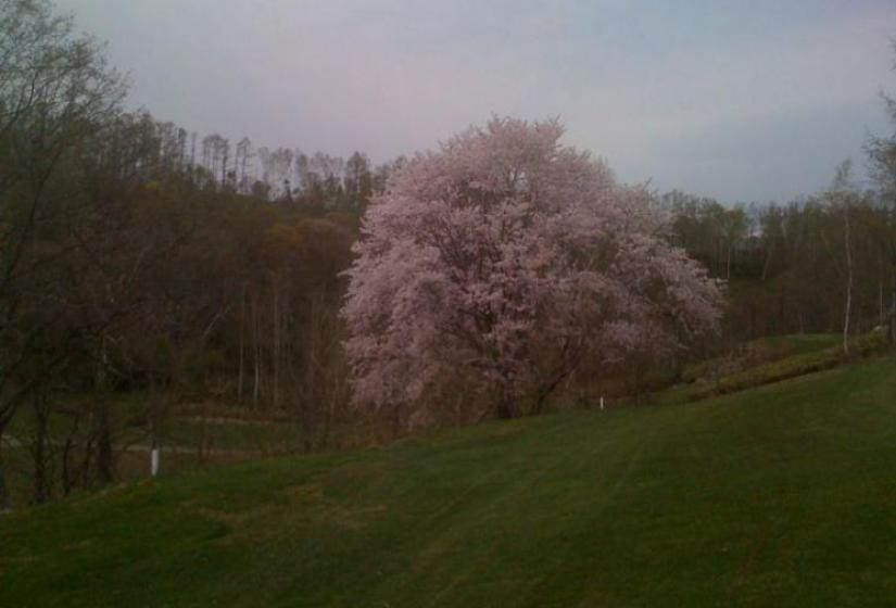 Cherry Blossoms in full bloom at Niseko golf course Japan