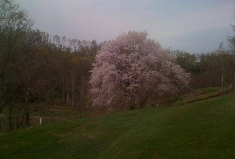 Cherry Blossoms in full bloom at Niseko golf course Japan Cherry Blossoms in full bloom at Niseko golf course Japan