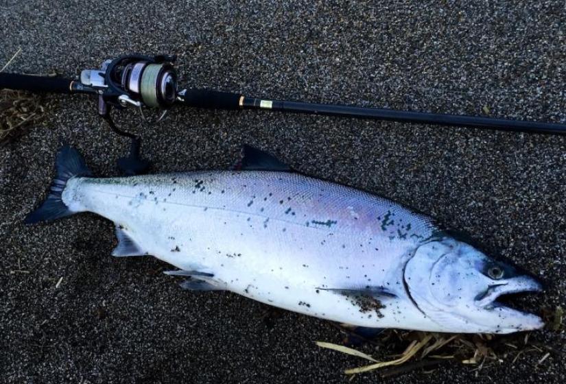 One on the beach A silver coloured Sakura Masu or Cherry Salmon