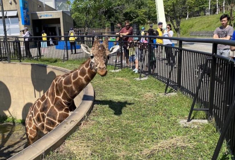 A giraffe looks toward the camera form an enclosure