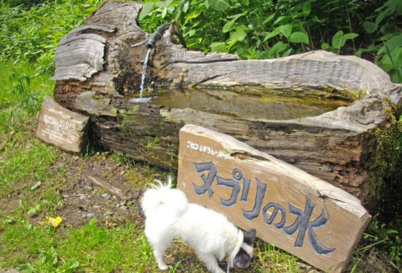 Spring water in St Moritz Niseko