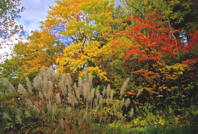 Autumn in Niseko