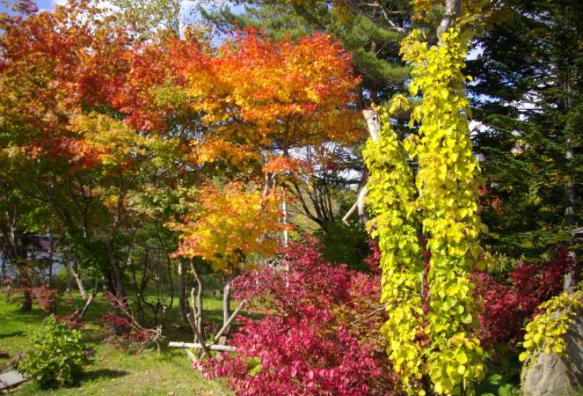 Autumn colours in Niseko\" Just outside the window