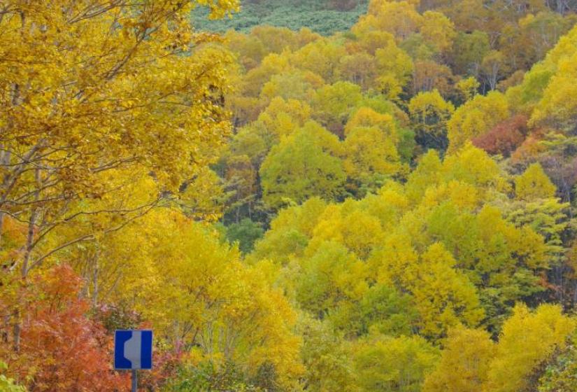 Autumn colours in Hanazono