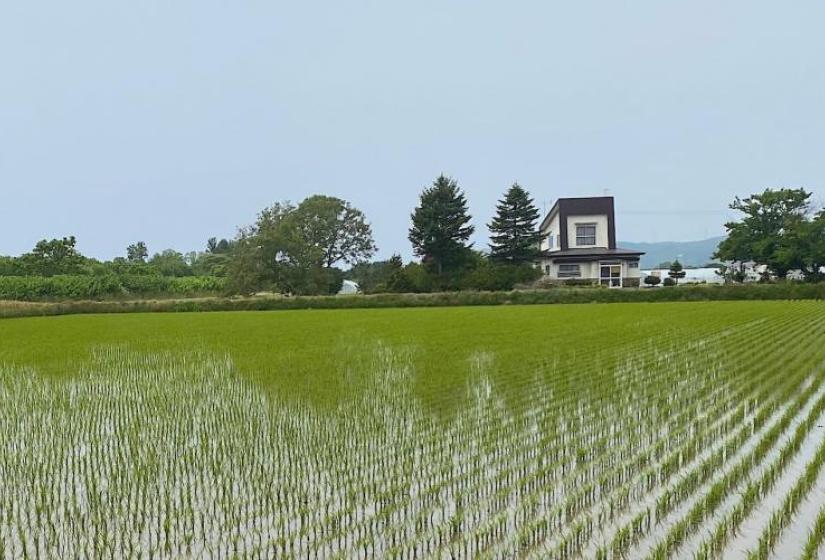 A house behind a rice paddie