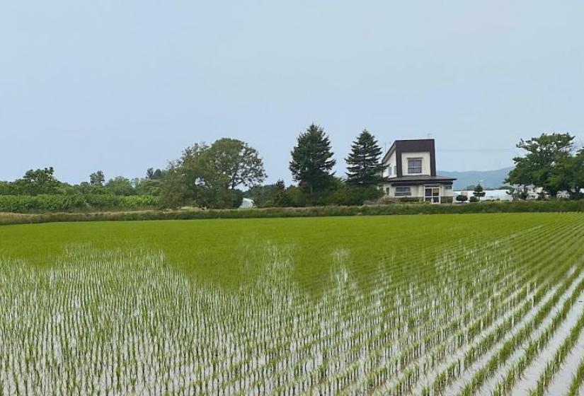 Rice paddies in Hokkaido A house behind a rice paddie