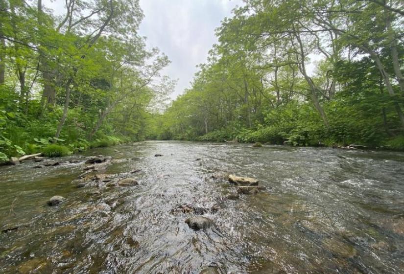 A river runs between green trees