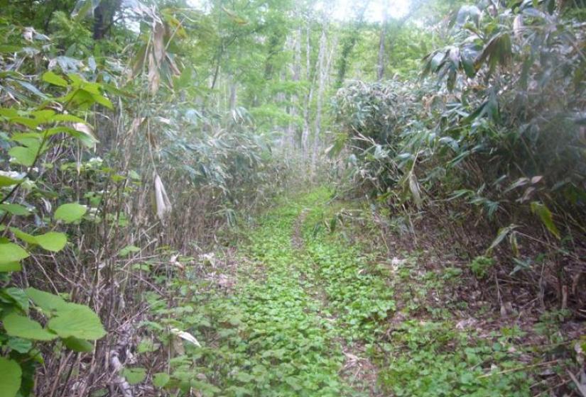 Hanazono trail. Long mellow downhill section Hanazono trail. Long mellow downhill section