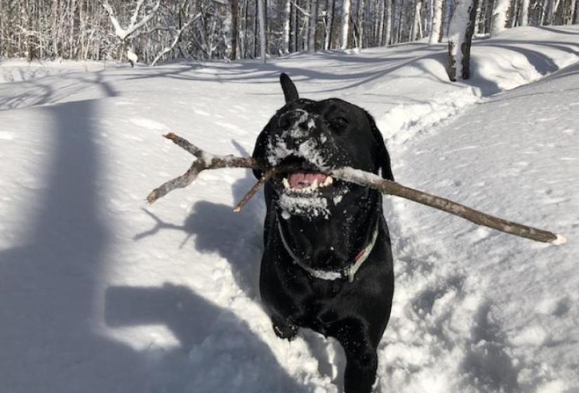 Dog wit stick in mouth