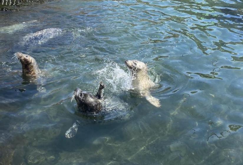 Seals splash water with their fins