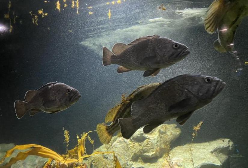 Swimming Soi Kuro soi swim languidly in an aquarium tank