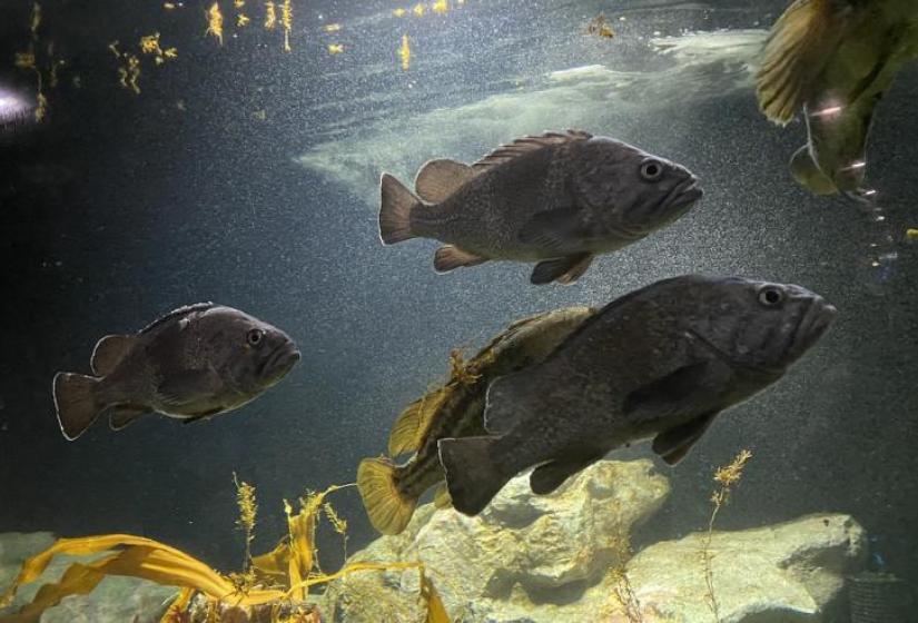 Kuro soi swim languidly in an aquarium tank