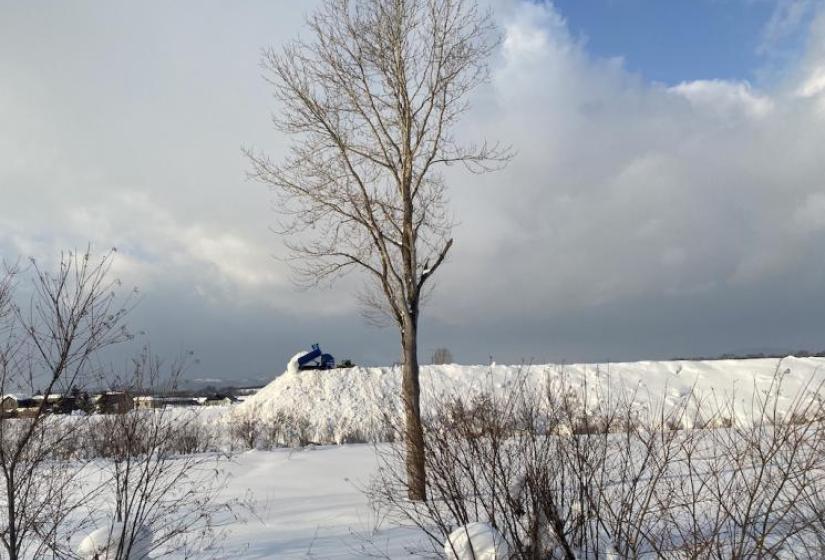 A truck dumping snow with a spindly tree in the foreground