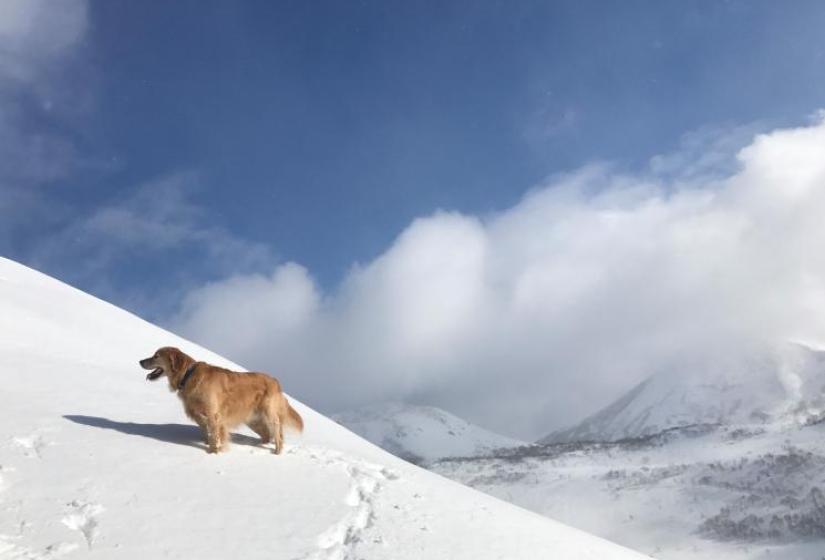 Dog in the mountains of Niseko