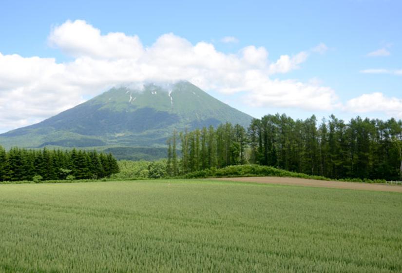 Green fields with mount Yotei in the back ground