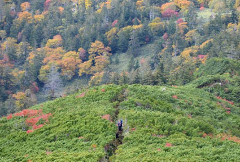 Autumn hiking A hiking trail amongst green shrub