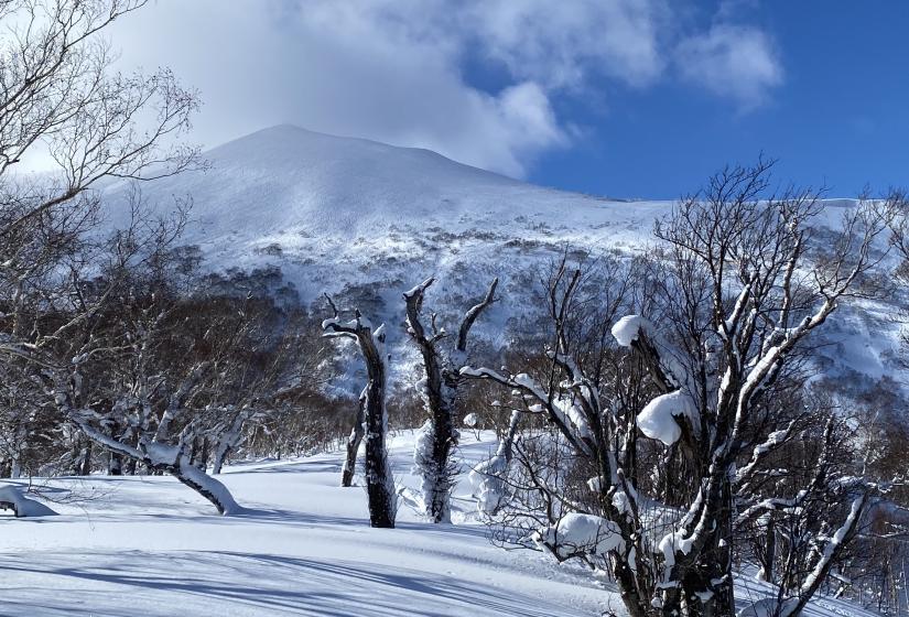 Book now to experience Niseko for yourself at excellent rates. Annupuri peak from below with a view through snowy trees