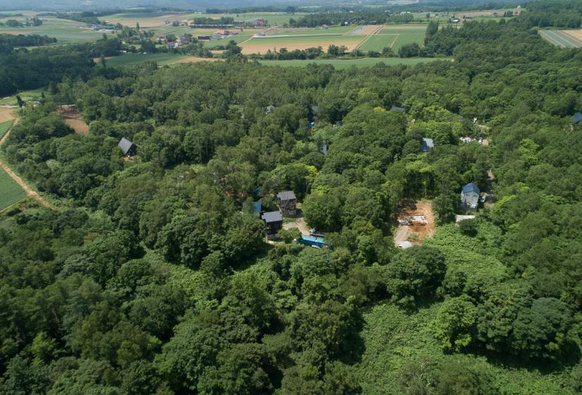 Overhead forest view