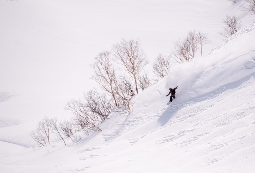 A snowboarder makes a turn against a back drop of silver birch saplings.